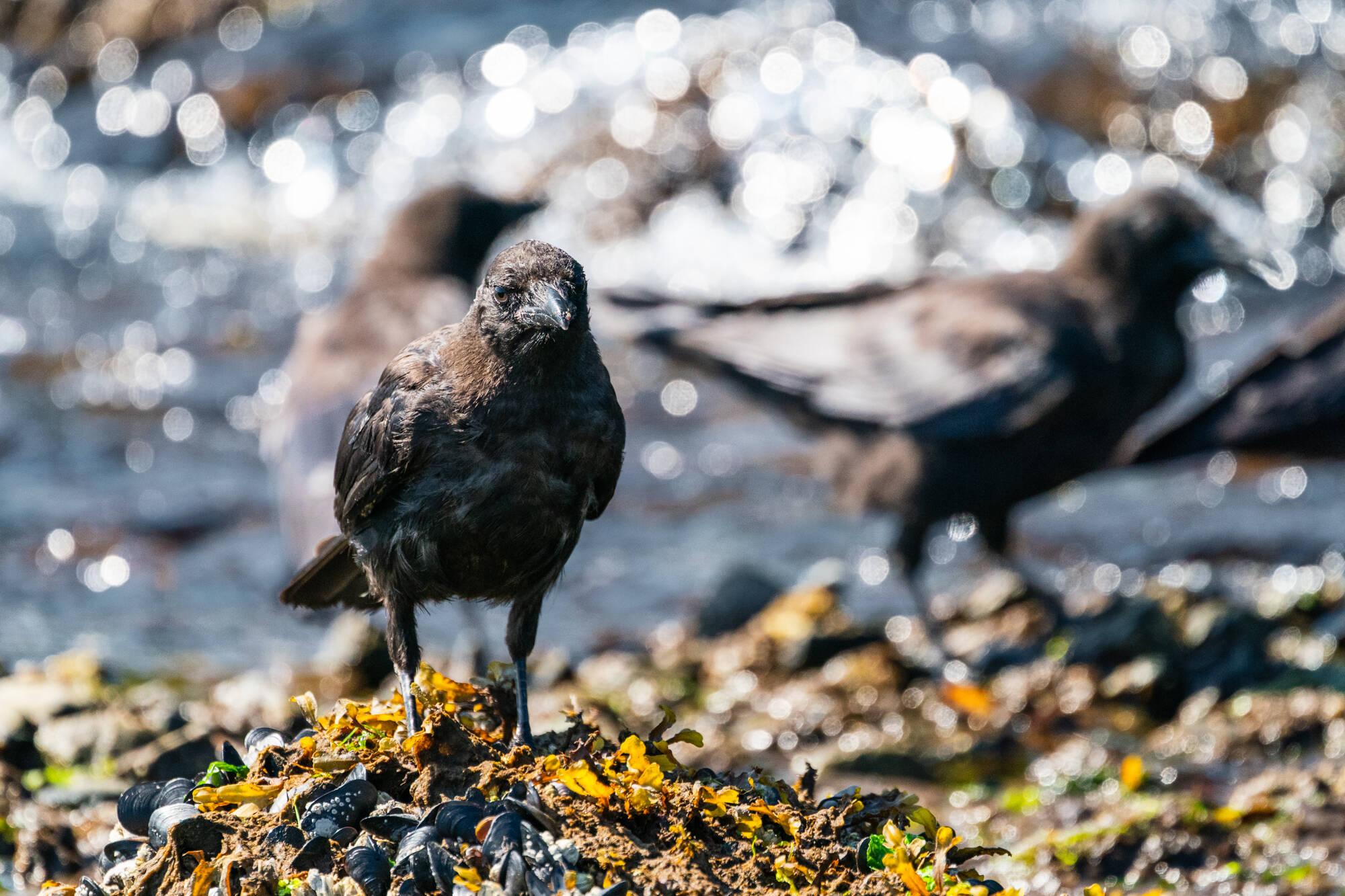American crows by the delta